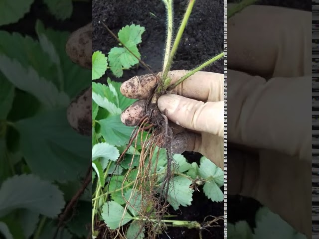 Видео о том как сажать клубнику осенью