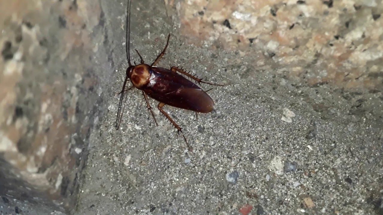 New York City upclose close up, New York City cockroach, June 9
