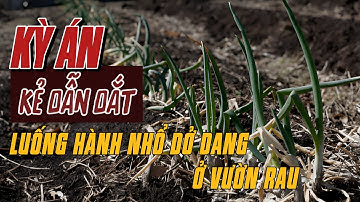 Kỳ Án Trung Quốc | Căn Nhà Hoang Và Dấu Chân Cỡ 41 | Giải Mã Kỳ Án