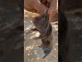 صيد الخلند
