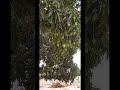 Giant mango tree fruiting at home shorts giantmango