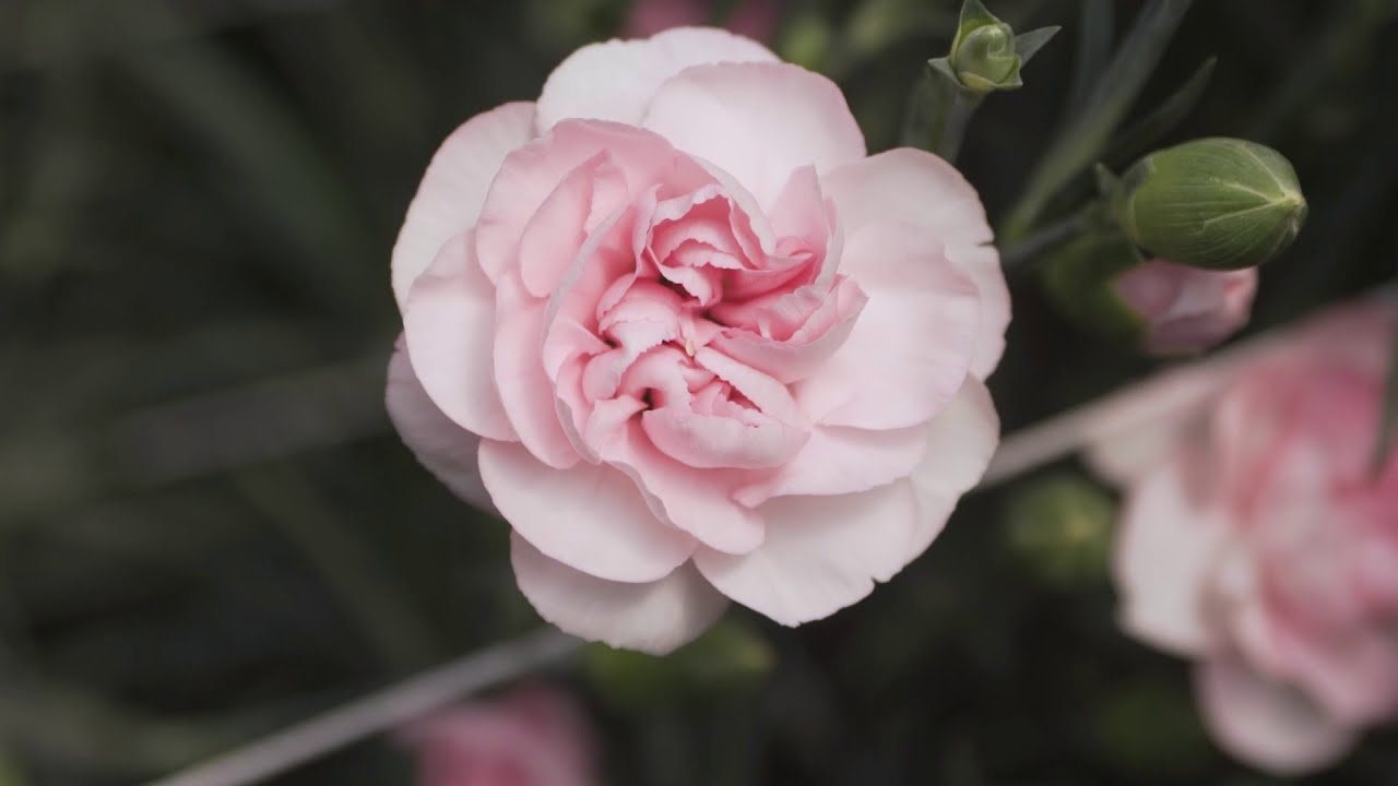 アテナ | カーネーション Cuttings | スプレー | Selecta Cut Flowers