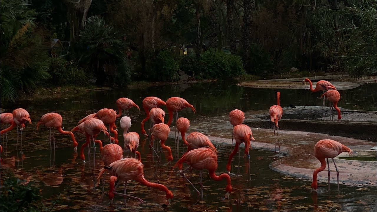 Flamingos in Barcelona Nature - Relaxing Nature Sounds & Peaceful Wildlife Ambience