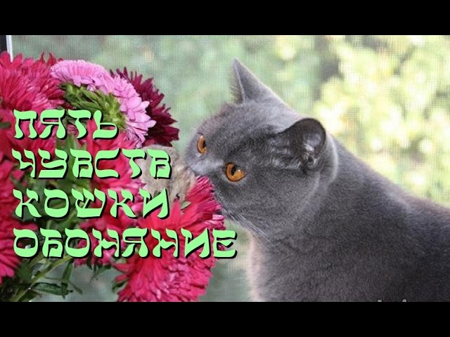 Пять чувств кошки Обоняние