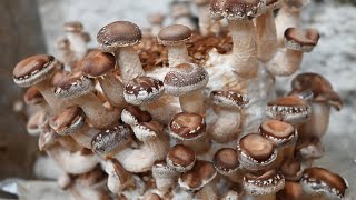 Cultivarea Ciupercilor Pe Timp De Vara Fructificarea Part 2