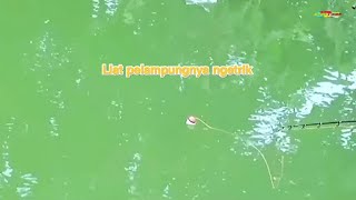 Strike kerapu//gondrong labanan