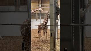 Giraffe Head Scratches #animals #Africa ￼#shorts