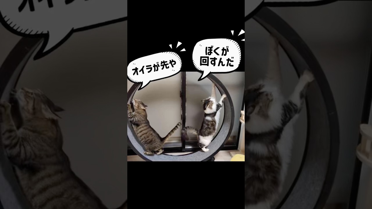 回したい方向が真逆ww 譲らない猫たちのホイール争奪戦🔥 #shorts #キャットホイール #3dプリンター