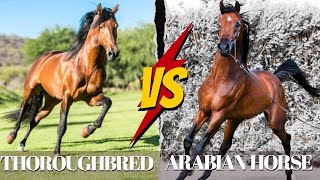 Arabian Horse Vs Thoroughbred Horse