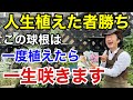 【植えなきゃ損】この球根達はあなたを絶対に裏切りません    【カーメン君】【園芸】【ガーデニング】【初心者】