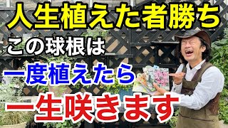 【植えなきゃ損】この球根達はあなたを絶対に裏切りません　　　　【カーメン君】【園芸】【ガーデニング】【初心者】