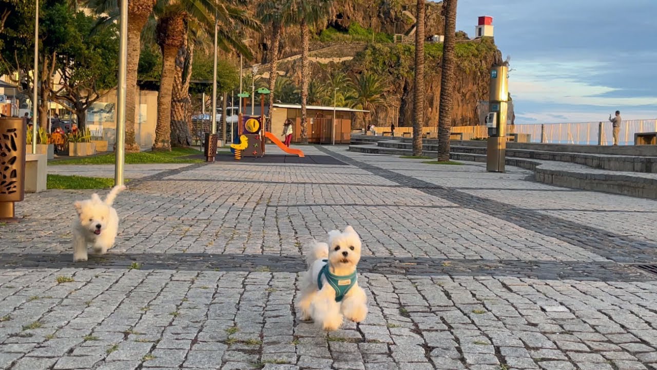 MALTESE PUPPIES LOVE MAKING FRIENDS