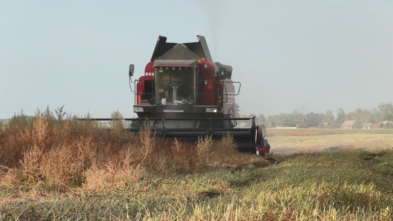 Гречиха в ОАО 