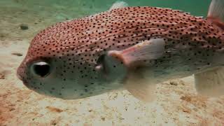 Scubadiving Barbados - Feb 2025
