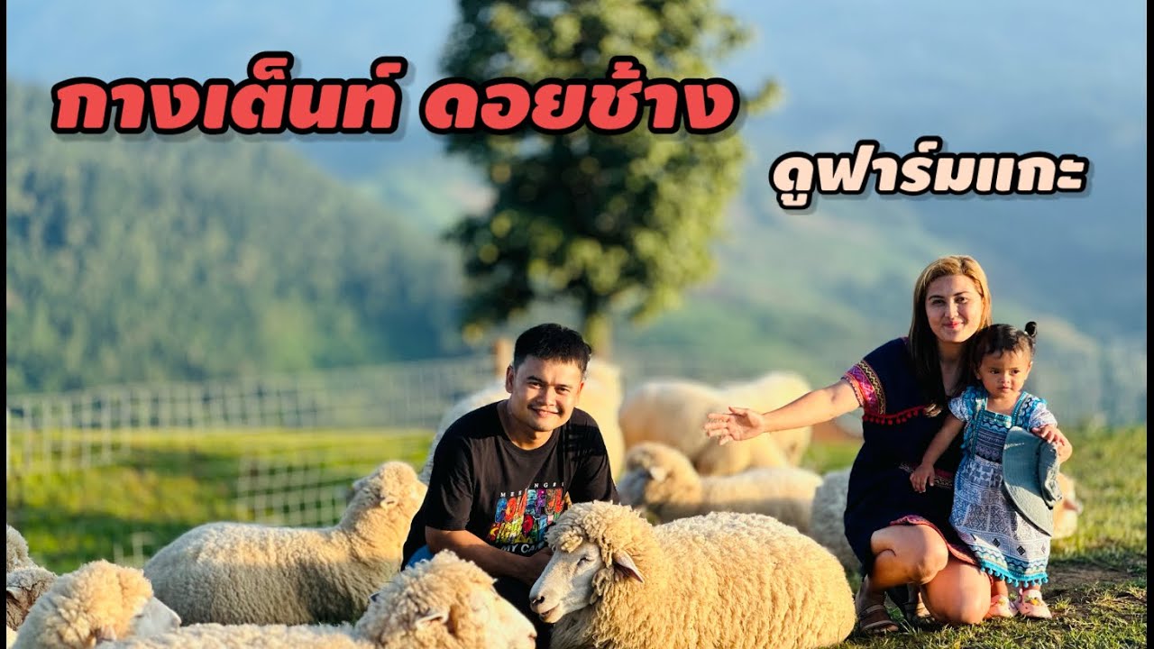 กางเต็นท์  ดอยช้าง เชียงราย ดูฟาร์มแกะ ลาน ชมตะวัน