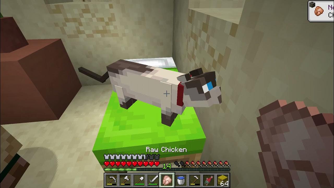 Cat give you gift if you sleep together Minecraft YouTube