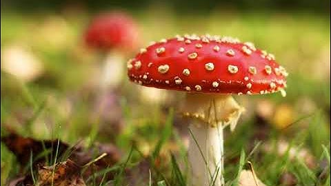 سورة الجن بصوت القارئ أحمد نواف المجلاد