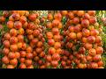 Fantasia Nectarine Growing Process | From Tree to Giant Juicy Fruits 🍑✨