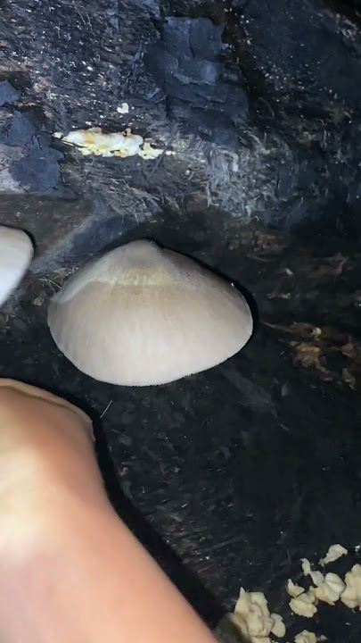 Mushroom Picking at Night #minivlog #adayinmylife