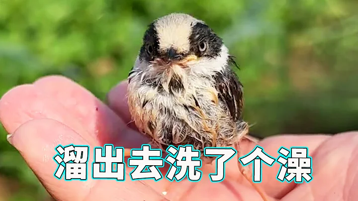 Xiao Zhang flying birds are getting better and better. they can be trained slowly and gradually ret - DayDayNews