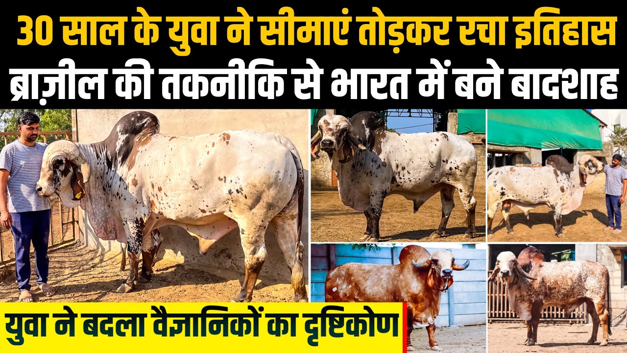 Deva Bhai के काम से Brazil के साइंटिस्ट भी चौंक पड़े, Top Gir Bull की फ़ौज बनायी। Lalpari Gaushala ।