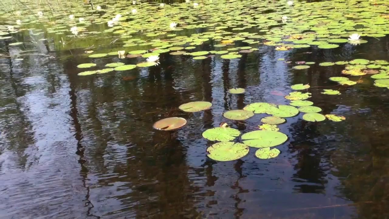 Paddling on the Bog River, Adirondack Mountains, New York