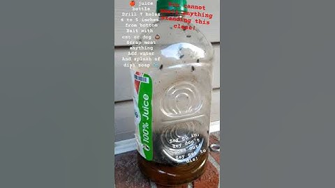 How to Make Very Satisfying DIY Fly trap