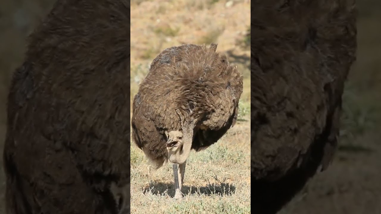 The Female Ostrich Feeding Quietly and Gracefully in the Arid Grassland