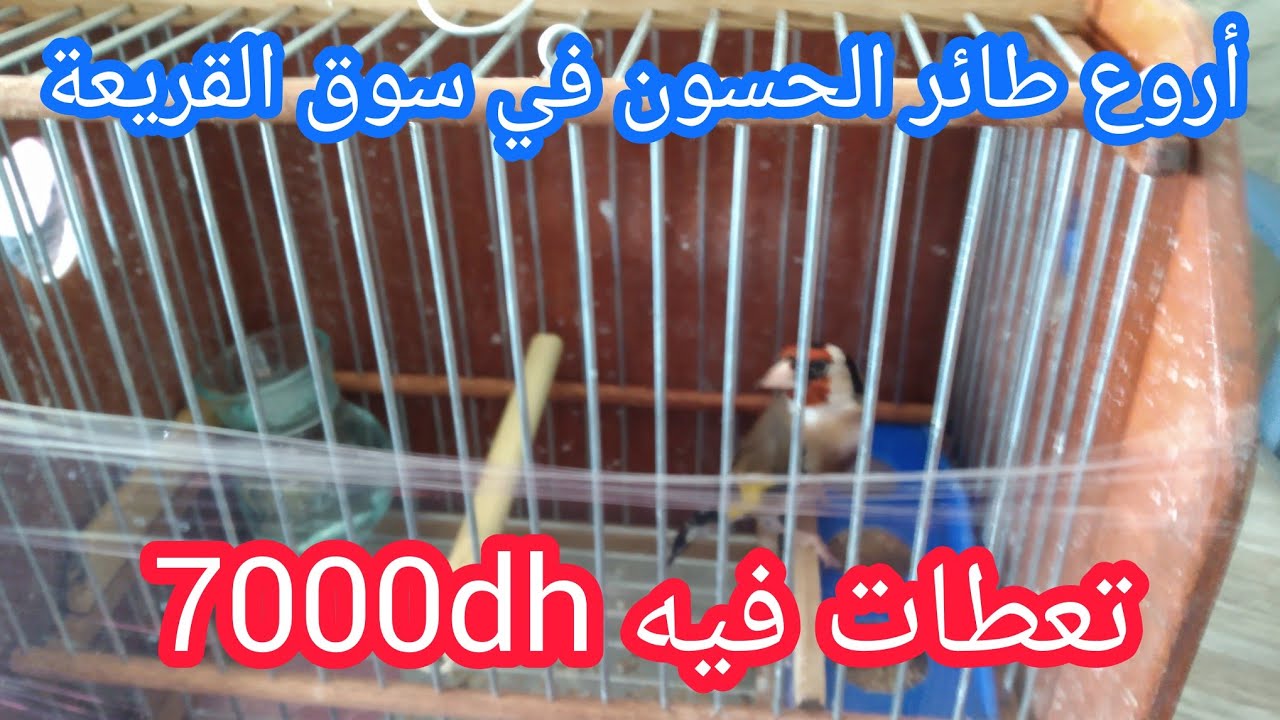 ✅أروع طائر الحسون في🇲🇦سوق القريعة تعطات في 7000dh للبيع💲تحياتي لجميع المتابعين🌹