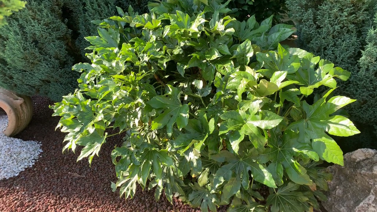 aralia du japon - fatsia japonica , culture en extérieur