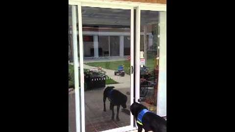Autoslide DIY Automatic Door for your dog