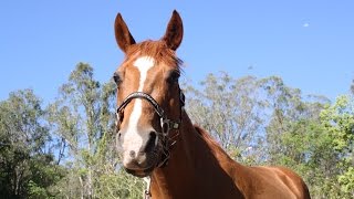 Bareback Flat Work / Jumping Foxy