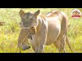 EN sub Lion cub dying after attack of elephant. Mother's choice is... (Parenting of lion: episode 1)