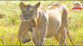 (EN sub)Lion cub dying after attack of elephant. Mother's choice is... (Parenting of lion: episode1)