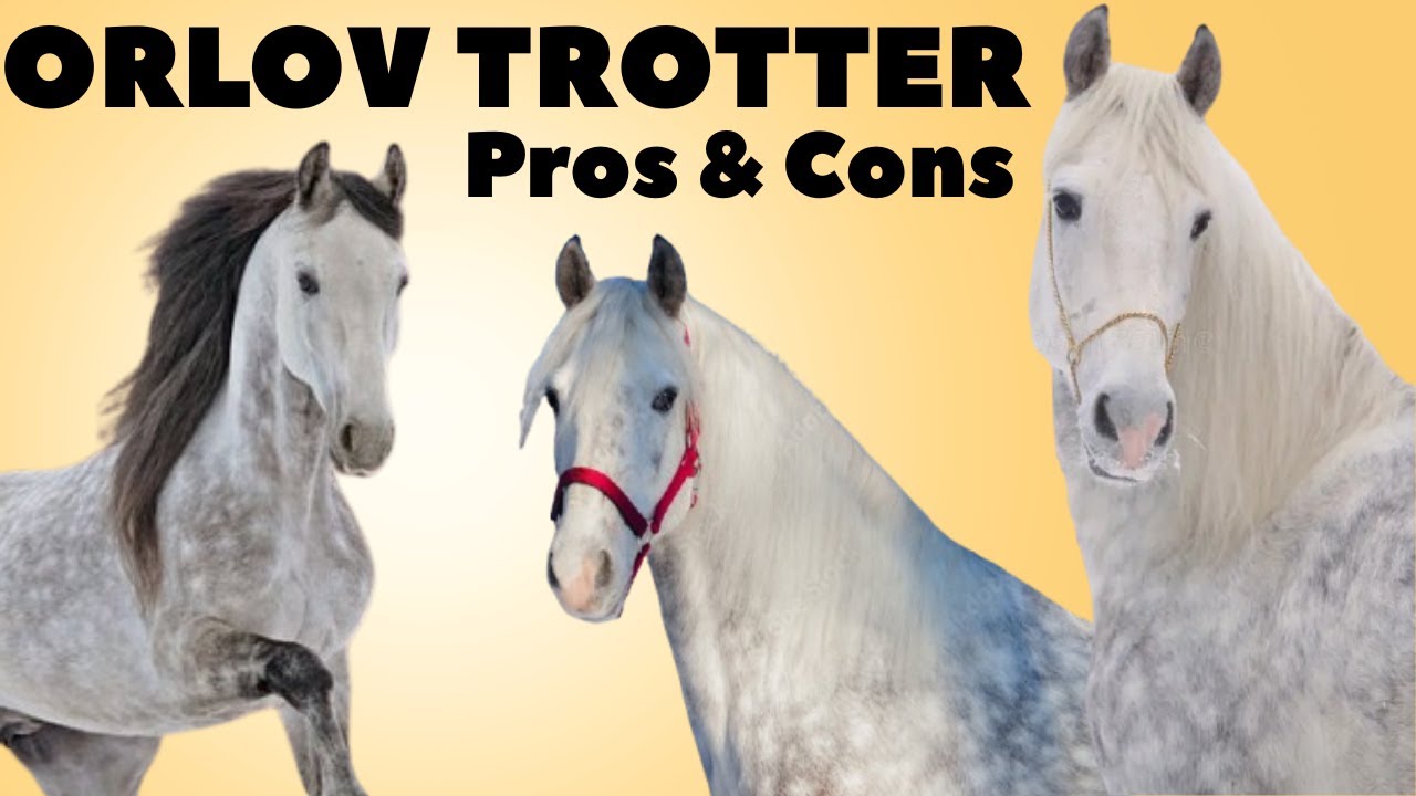 Орловская рысистая лошадь: плюсы и минусы