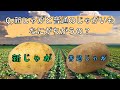 【料理雑学】Q.新じゃがと普通のじゃがいもなにが違うの？