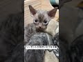 リーゼントが似合う子猫 #デボンレックス #プードルキャット #デボンレックス子猫 #devonrex #デボンレックスブリーダー #デボンレックスキャッテリー #猫 #子猫 #珍しい猫 #巻き毛
