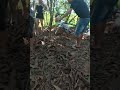 Primitive Survival Skills in the Forest 🔥 #shorts