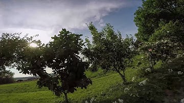 Wizard X220 - Gone with the wind