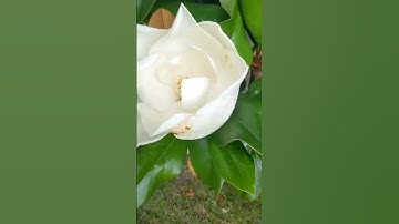 Magnolia Tree Bloom #shorts, #flowers, #trees