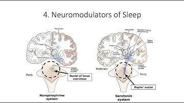 12.4. Neuromodulators of Sleep, Fundamentals of Cognitive Neuroscience Course, Session 12, Part 4