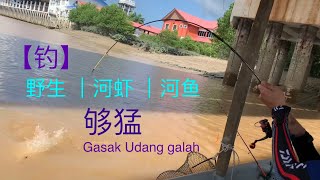 47) 马来西亚【钓河虾】够爽够猛…shrimp fishing Malaysia…