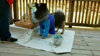 Dog paints artwork! Clancy Fluffy Trick Keeshond Dog's 1st Painting