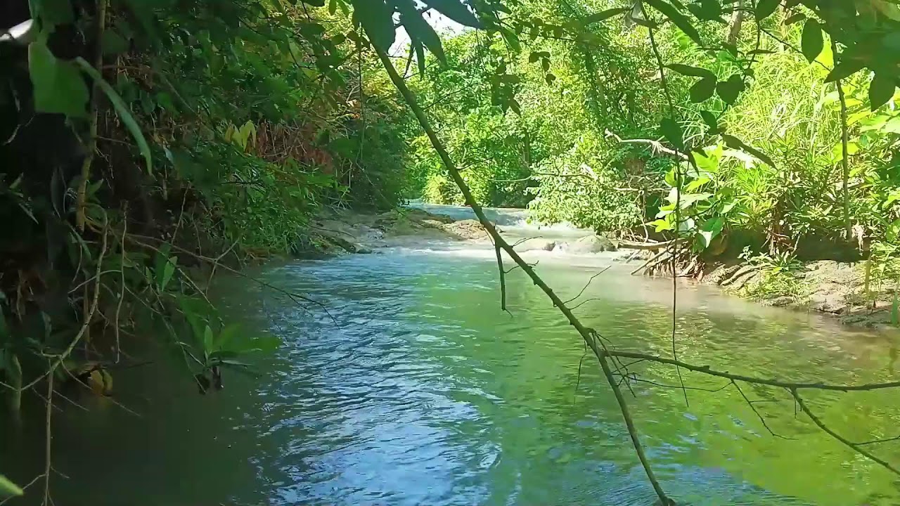 Water Sounds for Sleep or Focus | Gentle Forest River Flow & Stream Ambience