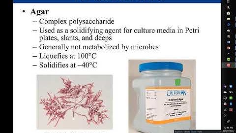 Lab 1-2: Culture Media