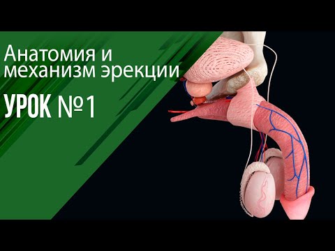 Видео: Как работает эрекция