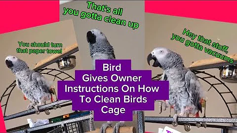 Bird Gives Owner Instructions On How To Clean Her Cage😂 #animals #pets #birds #funny #cute #amazing