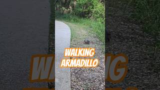 Walking Armadillo #shorts #armadillos #animals #funnyanimals