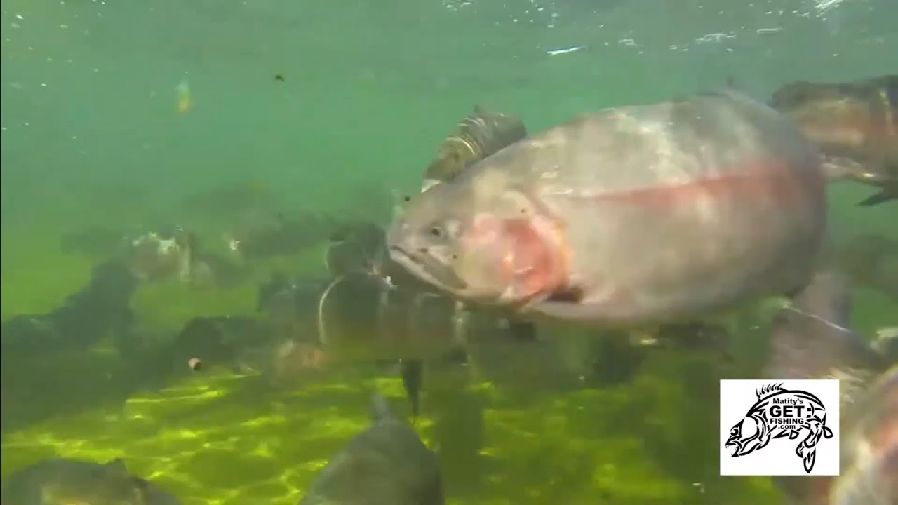 April is trout month in Saskatchewan 