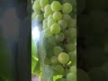 Grapes 2025